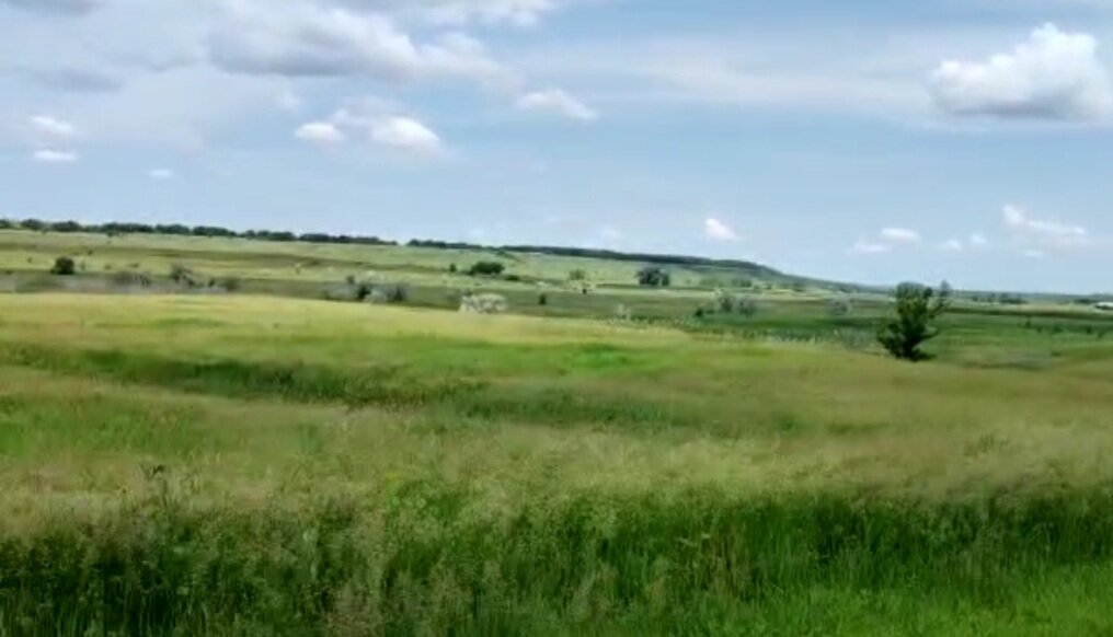 А это раздольное поле Ростовской области. Люблю отпуск.