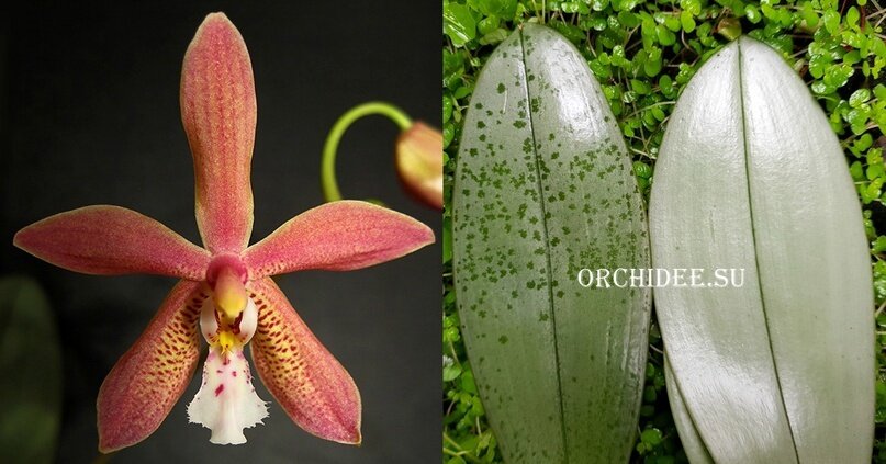 Добавьте описание