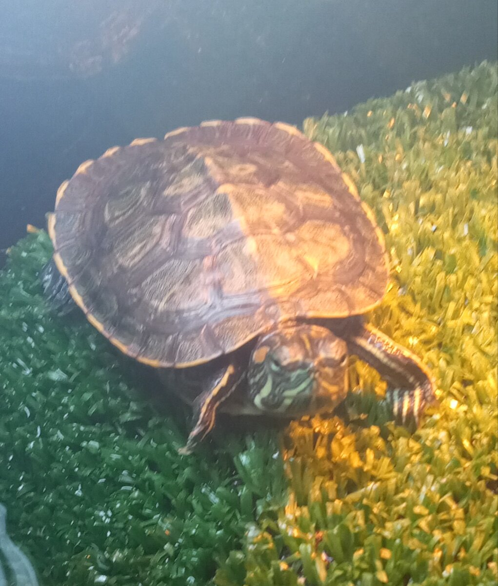 Международное, научное название - "Trachemys scripta"