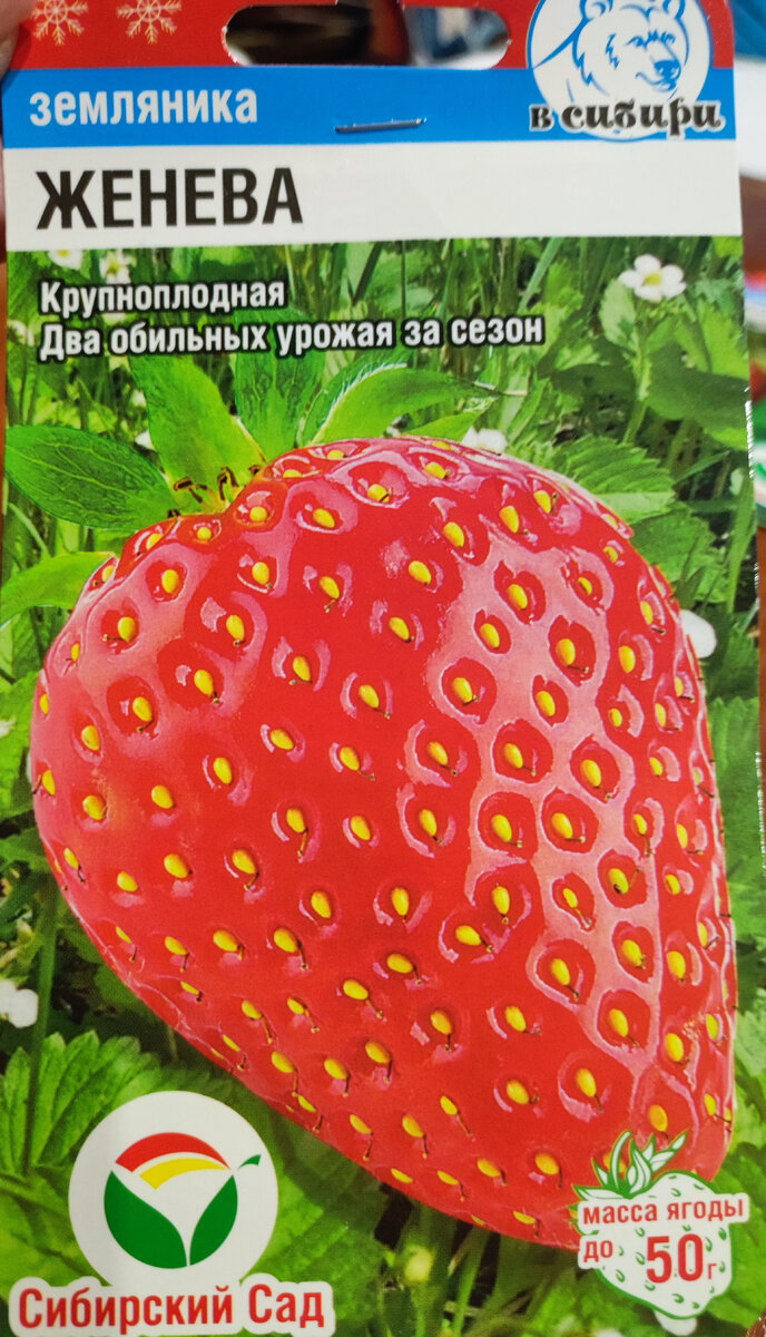 Фото автора, семена сорта Женева от агрофирмы Сибирский сад, январь 2023 года