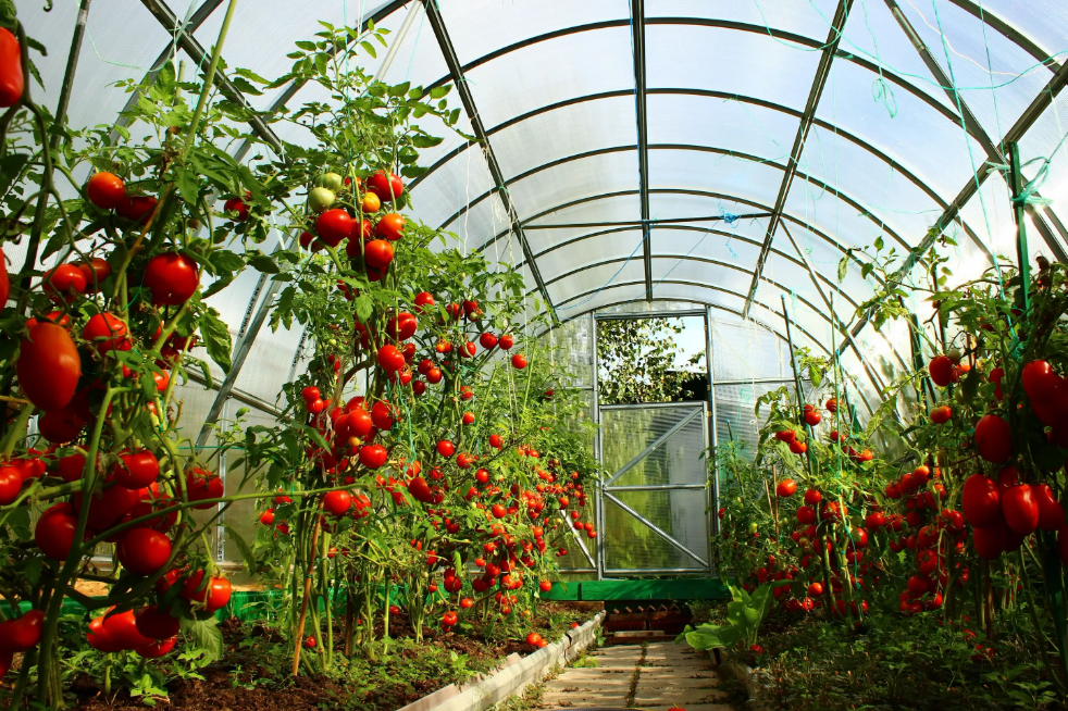 Фотография взята из источника yandex.ru