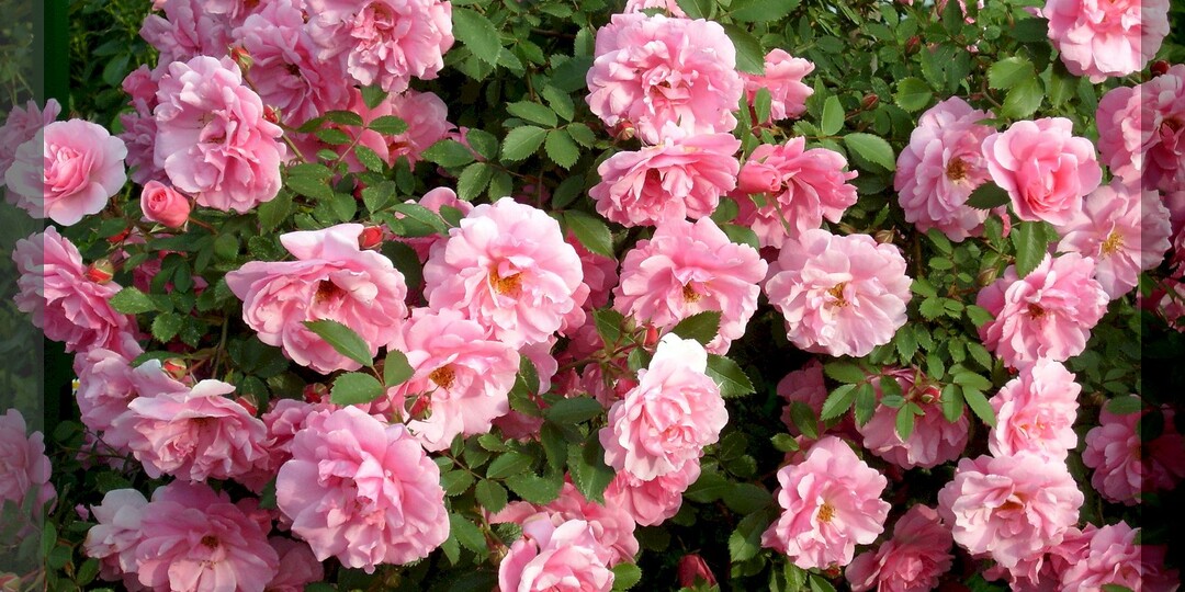 Только неприхотливые и зимостойкие розы: три десятка достойных сортов роз и советы по их выбору