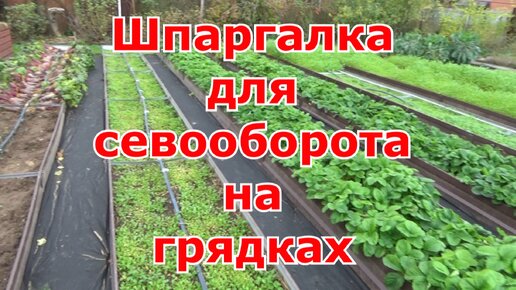 Севооборот на моих грядках. Шпаргалка и таблица для чередования посадки растений в огороде.