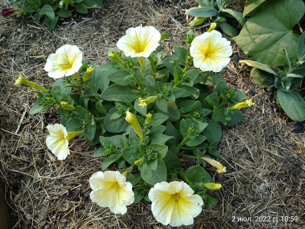 Лимочелло в самом начале цветения