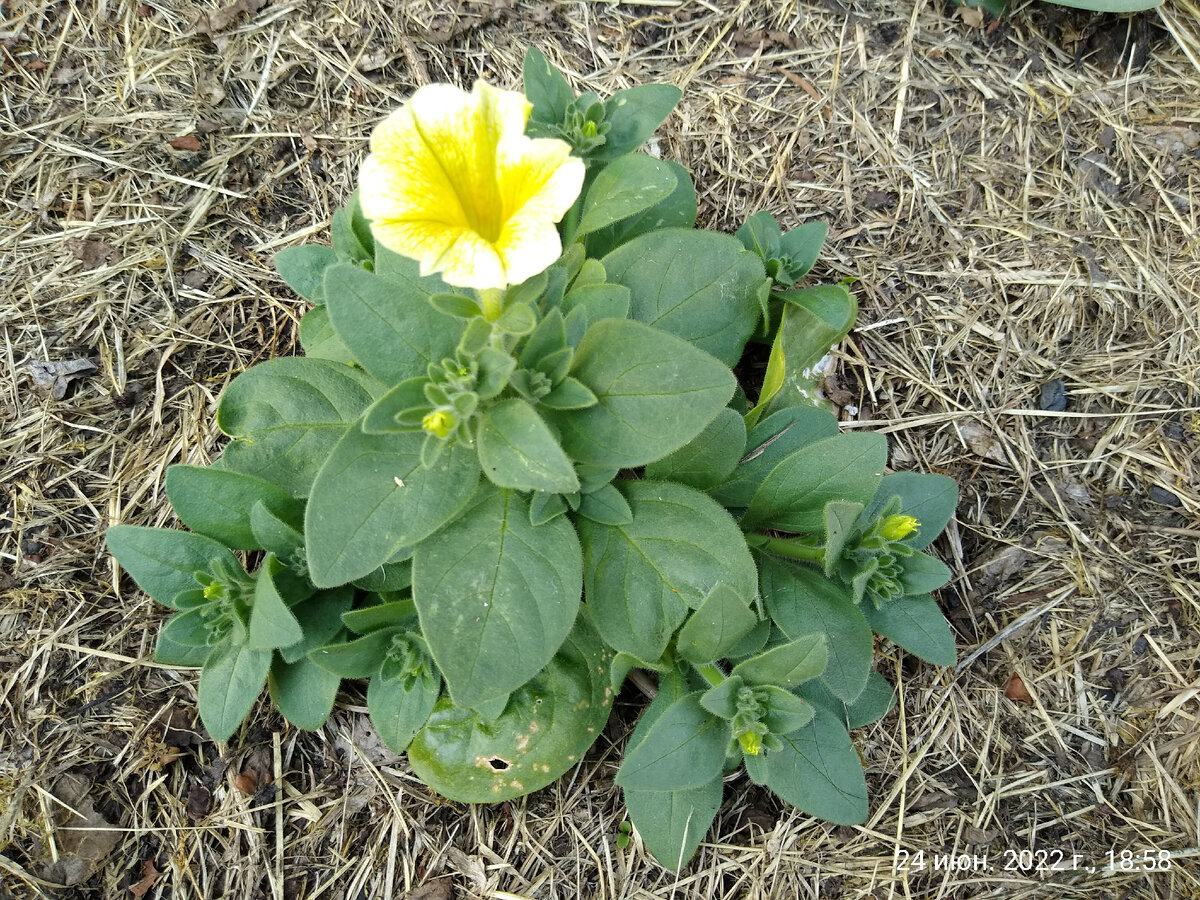 Лимочелло в самом начале цветения