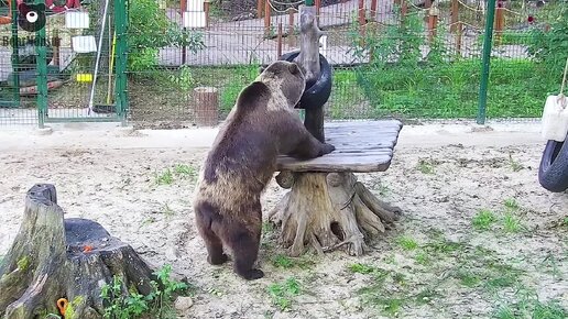 Медведь Мансур спасает покрышку от бесцельного существования😃🐻