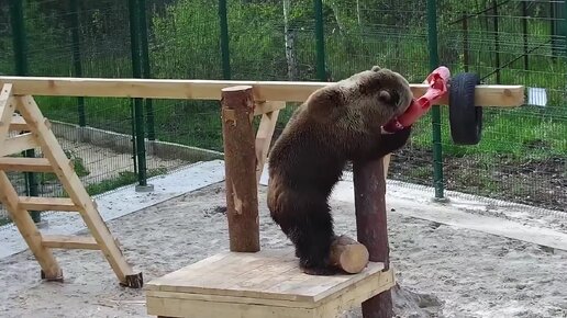 Cтол отдувался за спасательный круг😄🐻 Медведь Мансур