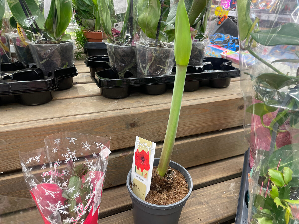 Гиппеаструм