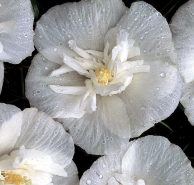 Фото Proven Winners North America LLC