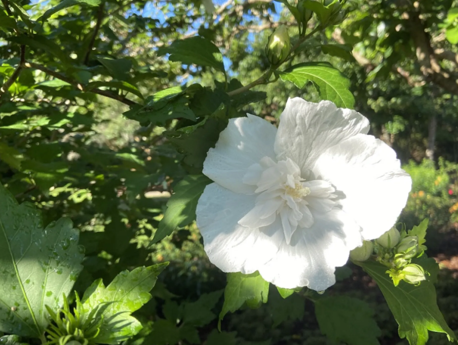 Фото Brookgreen Gardens 