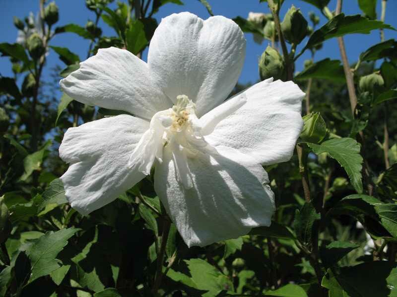 Фото Missouri Botanical Garden