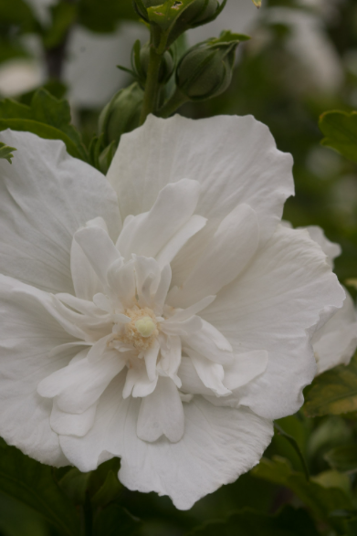 Фото Proven Winners North America LLC