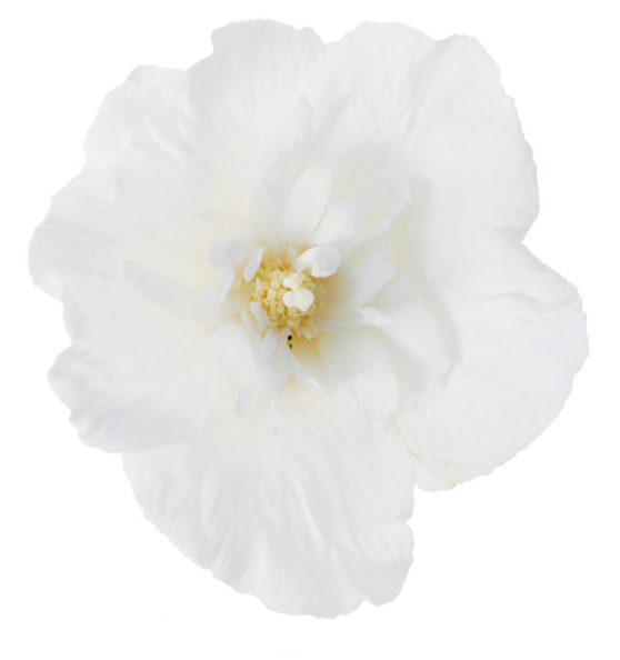 Фото Proven Winners North America LLC