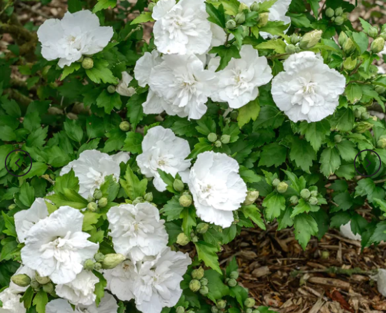 Фото Secret Garden - Best Florist SRL