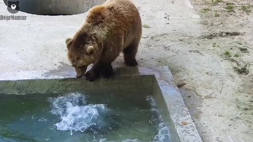 Мылодрамма На дне. Медведь Мансур.