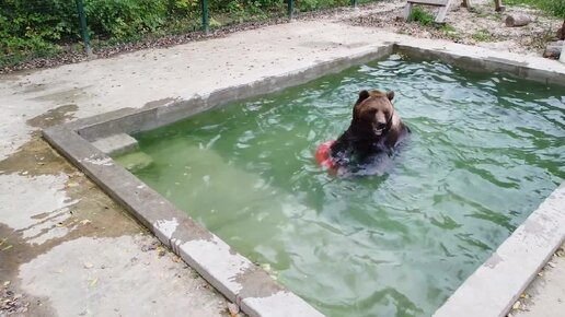 Художественная гимнастика на воде в исполнении медведя Мансура