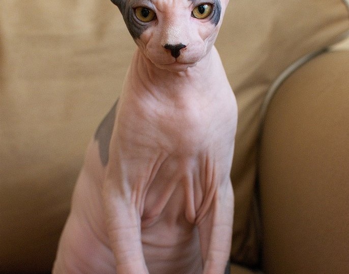 Породы кошек: Сфинкс