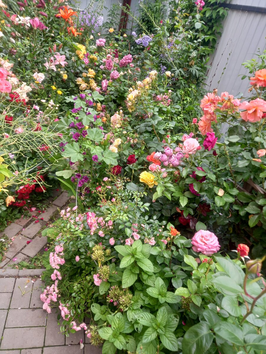 Мисти Бабблс справа над Керио, желтой розой.