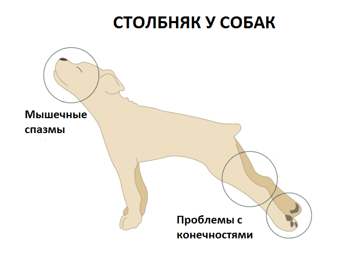 Столбняк - Инфекционные болезни - Справочник MSD Профессиональная версия