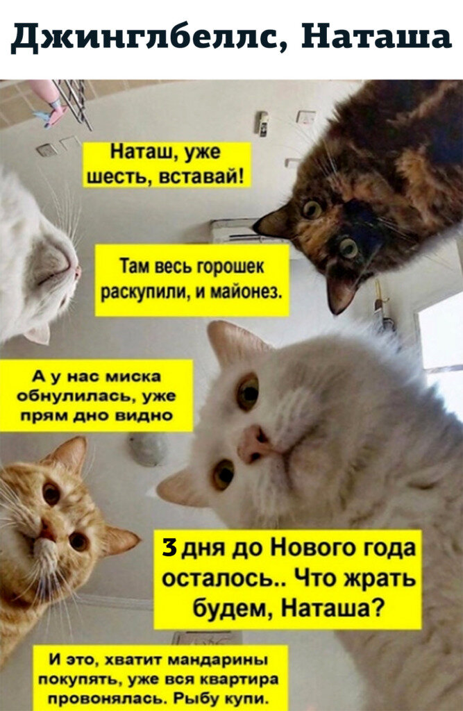 Котики и наташа новые мемы Наташины коты снова в деле! Мемориял Мозгодол Дзен