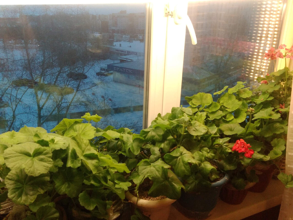 Растения которые распространяются с помощью птиц. Осенние плоды и семена растений. Бешеный огурец семена. Класс двудольные. Плод семянка у сложноцветных.