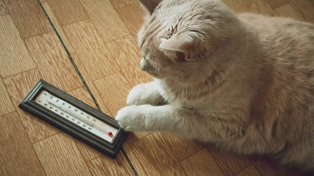     В Тюменской области погода будет преимущественно пасмурной и снежной. Ближе к вечеру синоптики обещают сильный ветер 10-12 м/с. Днем температура воздуха составит -18-22 градуса, вечером -22-25.