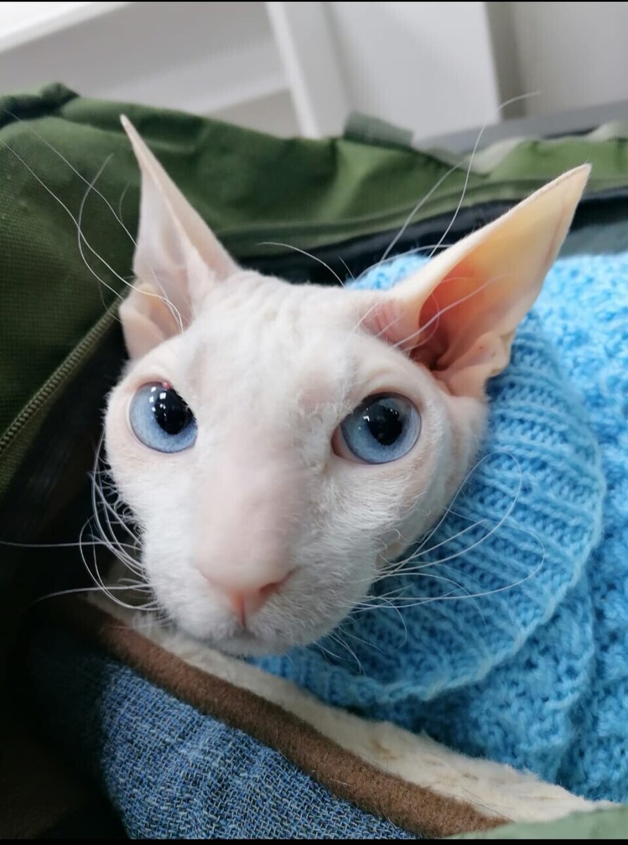 эти глаза напротив...