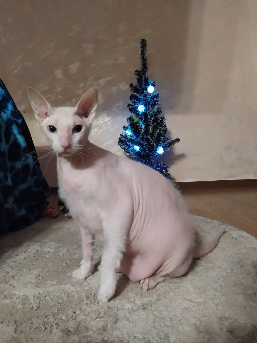 вот оно, то самое - одна лапа выбрита, вторая нет. 