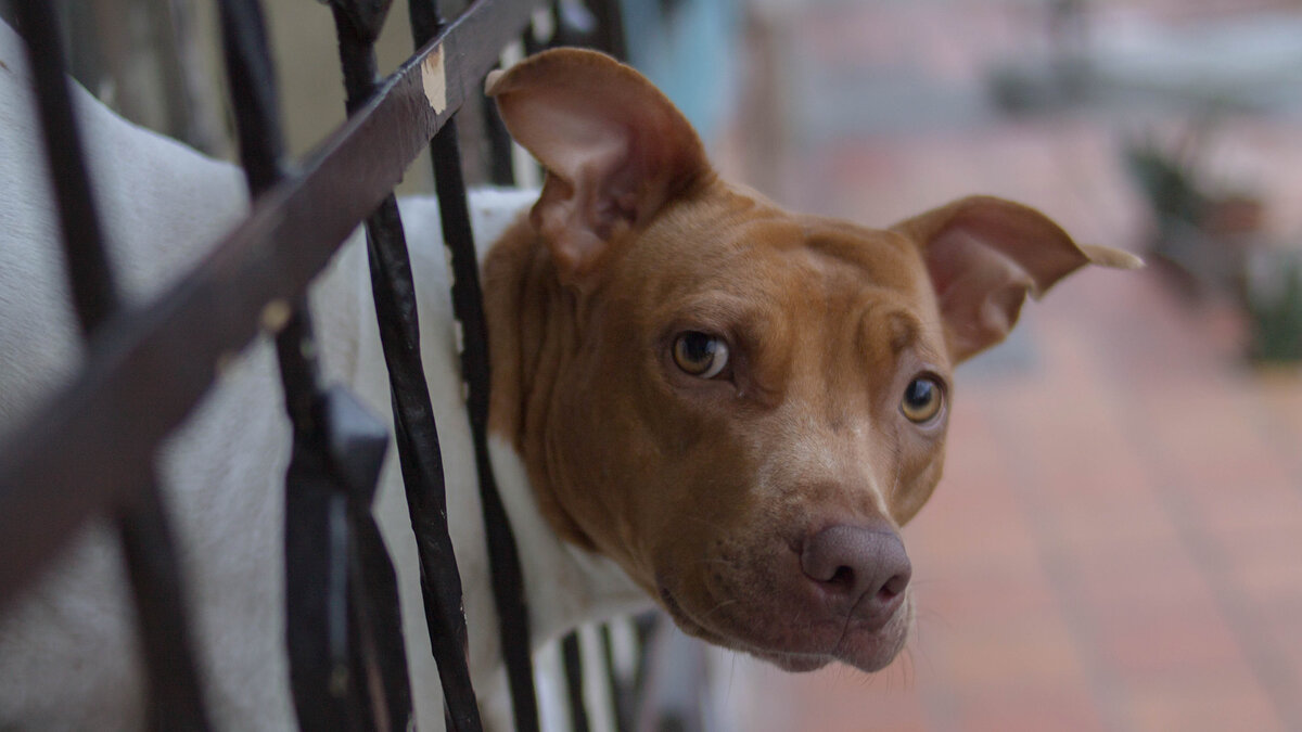 Несмотря на внешние различия, по своей механике уши собаки схожи с человеческими. Фото Esteban Paniagua/Pixabay