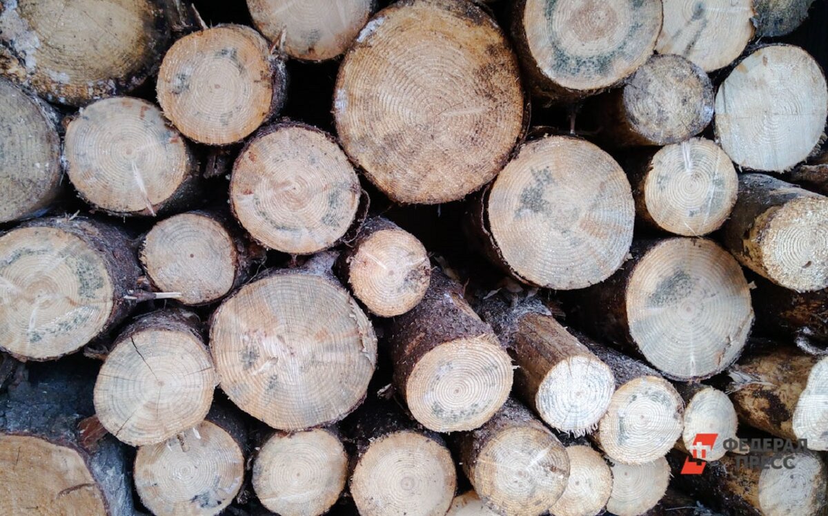 Контрабандисты отправили за границу 10 тысяч кубометров древесины.  Фото: ФедералПресс / Елена Майорова