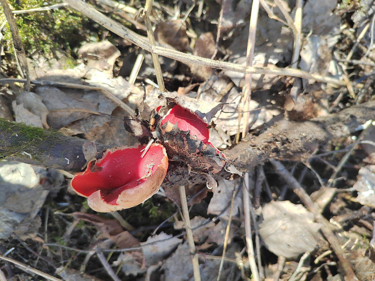 Саркосцифа австрийская - эльфова чаша!