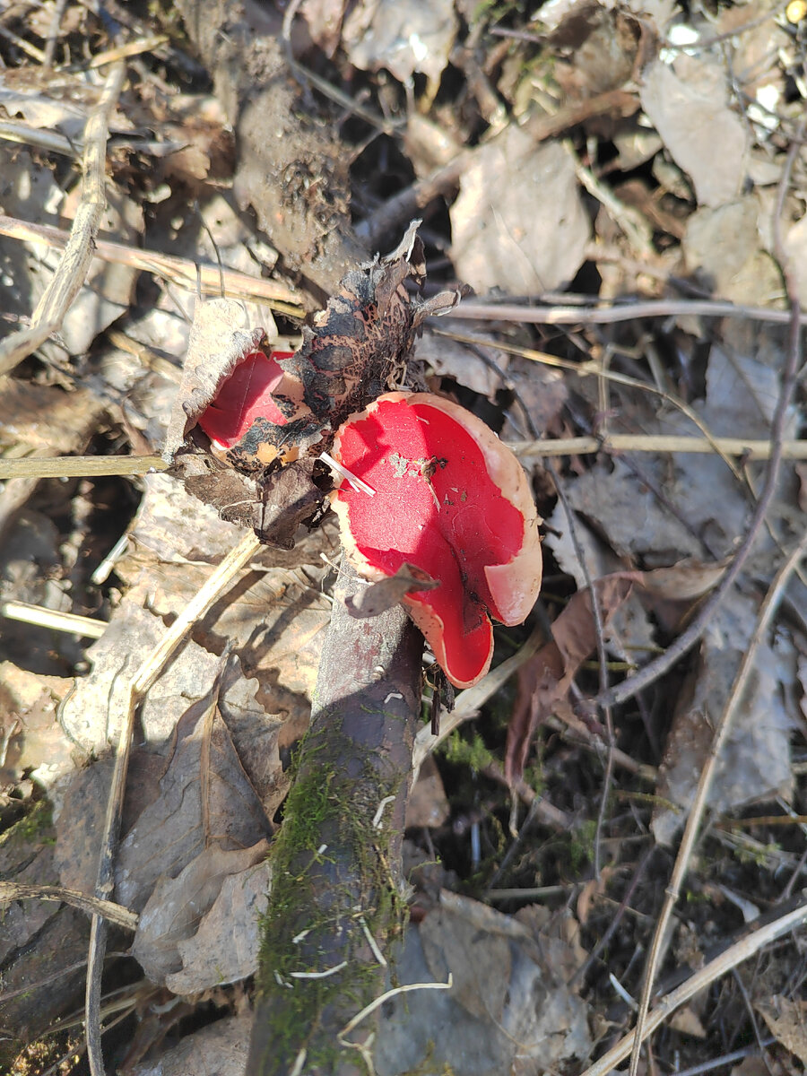 Растет на валежной древесине и никого не трогает