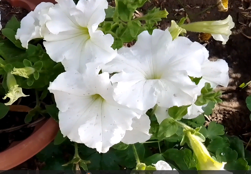 Суперкаскадная петуния белая. Фото автора.