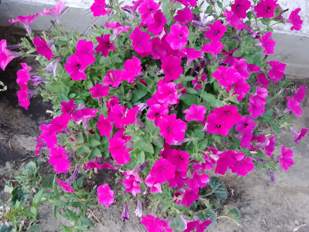 Петуния Джоконда пурпурная. Фото автора. 