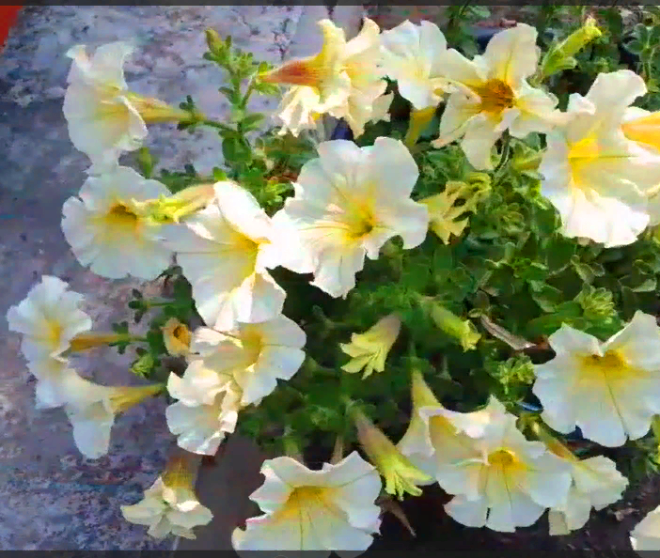 Петуния Джоконда желтая. Фото автора. Листайте галерею.