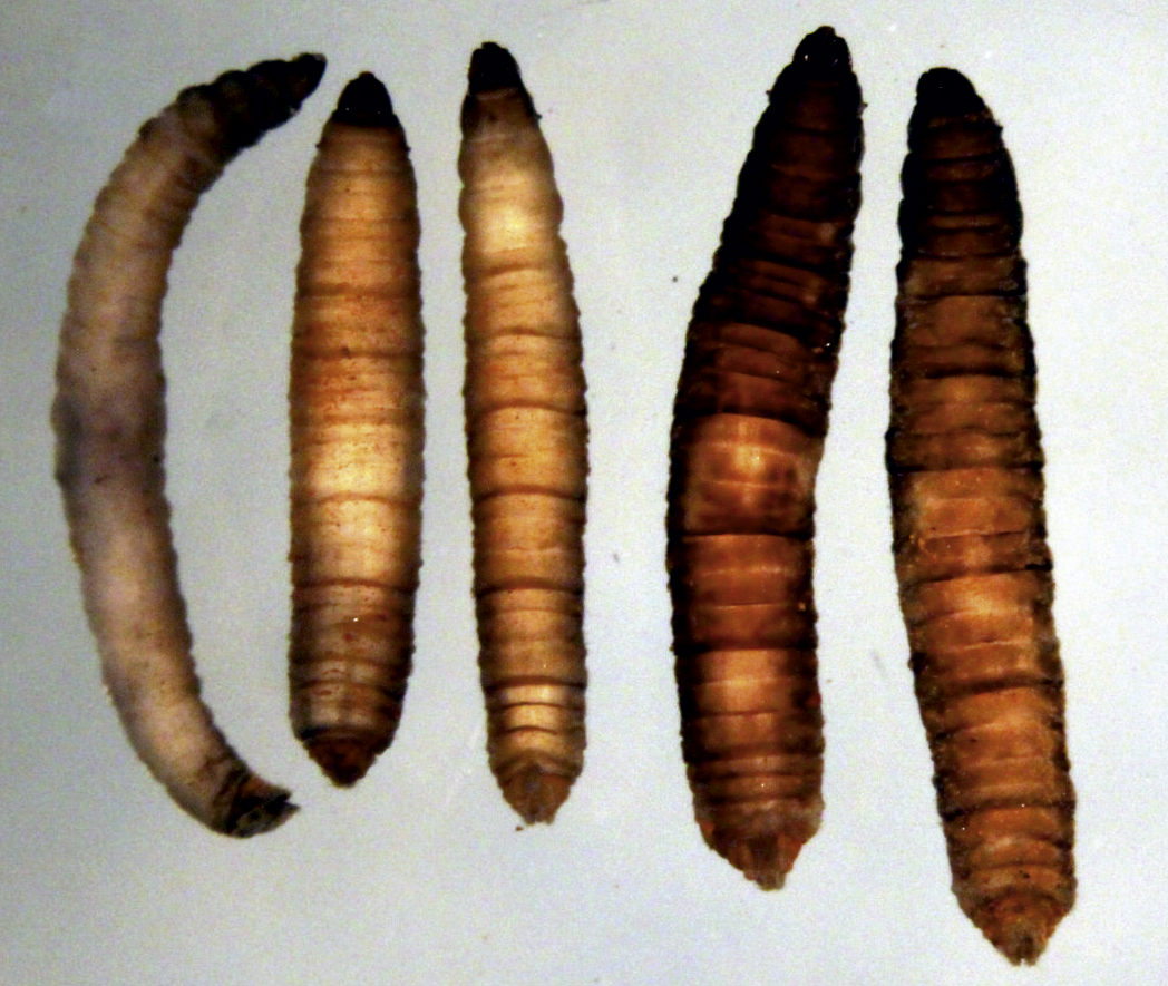 Рис. 2. Личинка Trichocera maculipennis