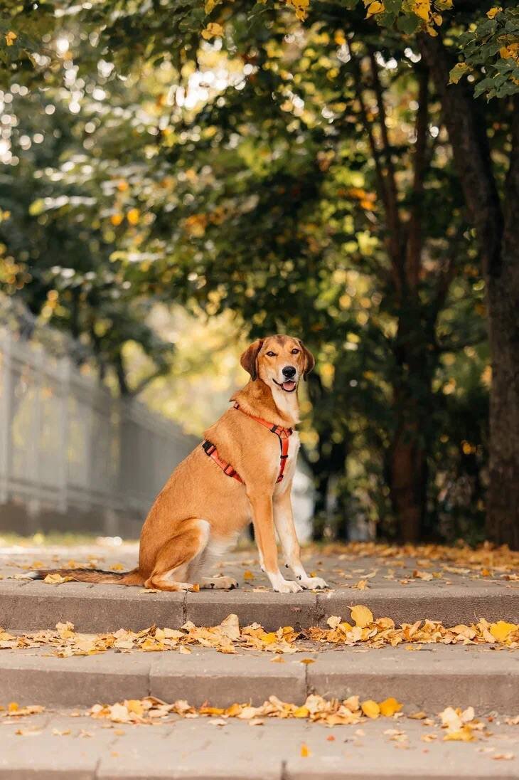 Лавли ищет дом 🏡 | Приют «Дубовая Роща» 🐾 | Дзен