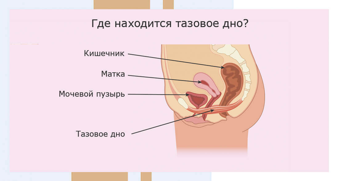 Тазовое дно у женщин