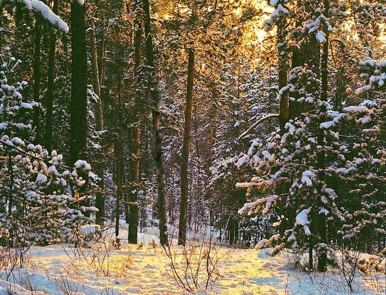    В «Бузулукском бору» в новогодние каникулы побывали более 1600 человек Кристина Просвиркина