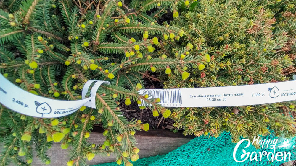слева Picea abies Nidiformis, справа Picea abies Little Gem