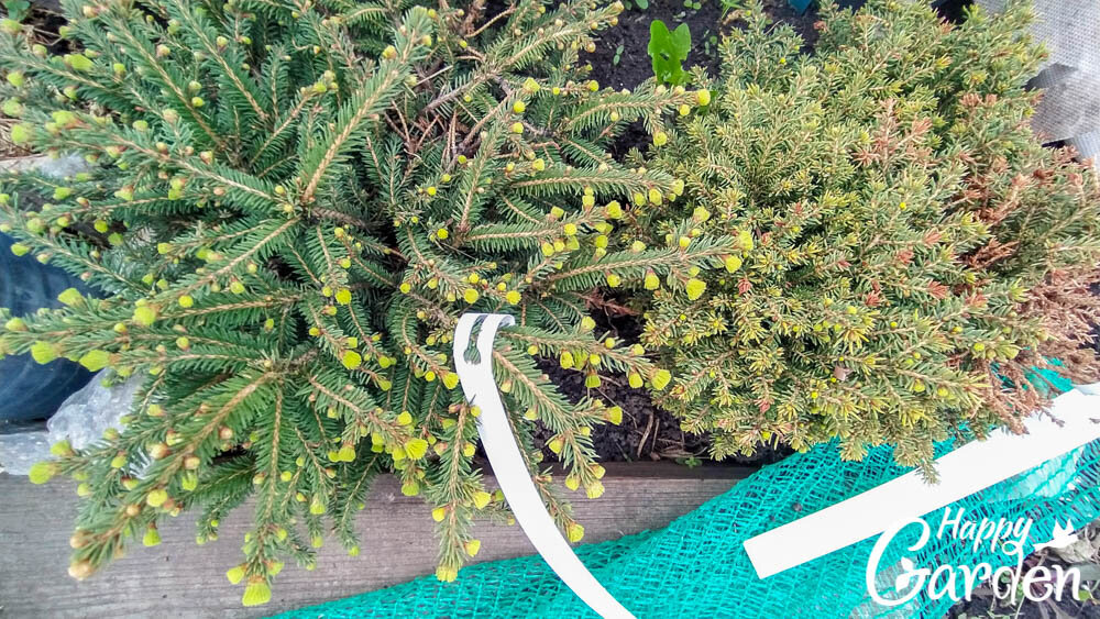 слева Picea abies Nidiformis, справа Picea abies Little Gem