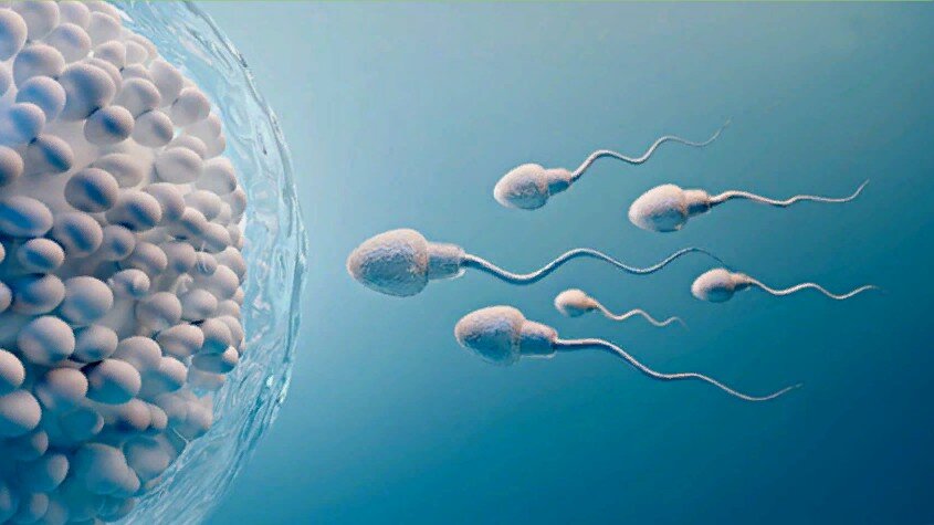 Единственная цель сперматозоидов - яйцеклетка.  Сколько сперматозоидов полегло на этом пути. Рисунок из открытых источников Яндекса.