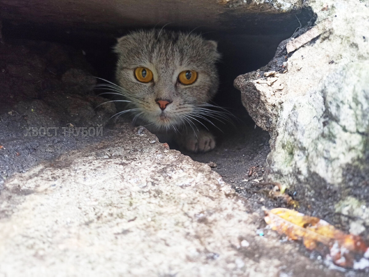 Шотландская кошечка с янтарными глазами жила в норе под порогом подъезда и  кричала от холода. | Хвост Трубой | Дзен