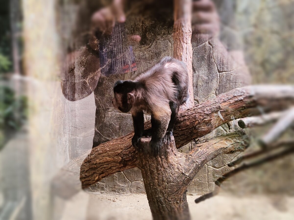 Милая обезьянка