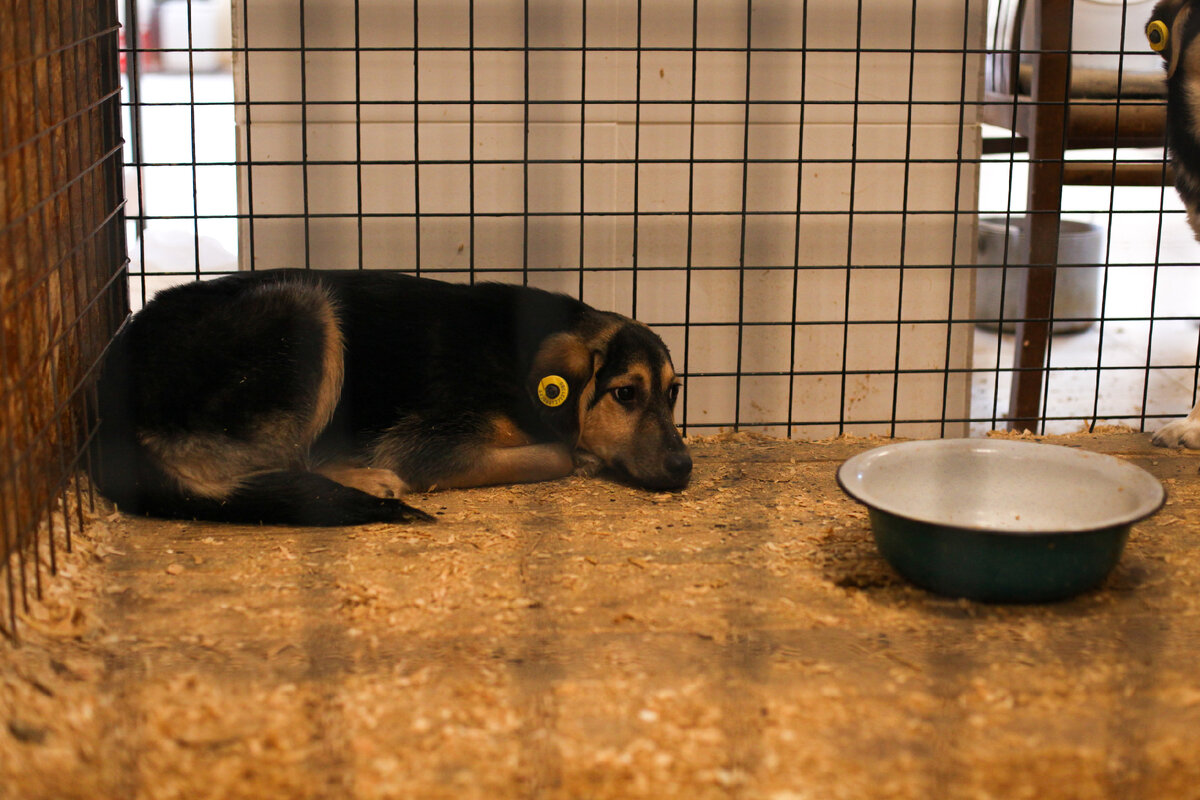 Бездомная собака в брянском приюте. Фото Екатерины Юрковой.