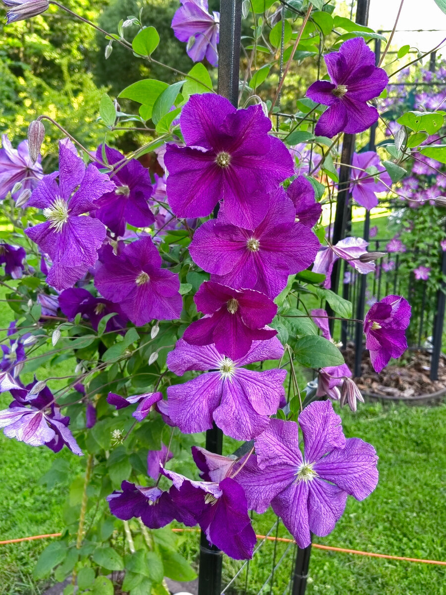 Клематис в саду
