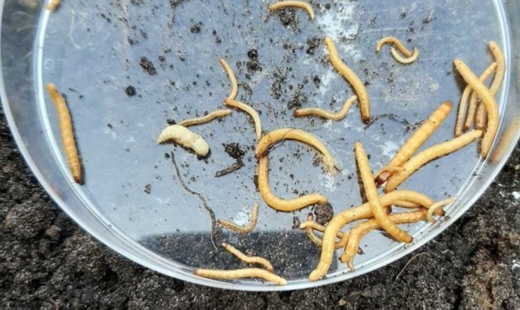    Цифровую карту по риску проволочника создают голландские исследователи