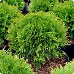 Правильный полив