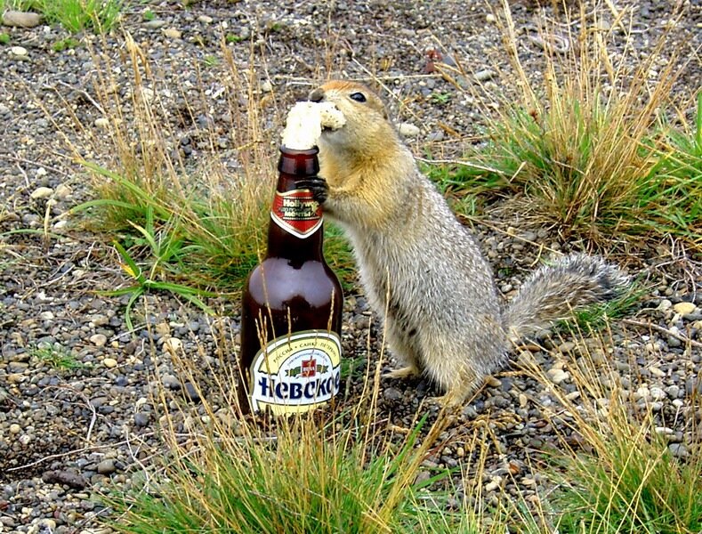 Евражка - чукотский суслик (прикольненький)