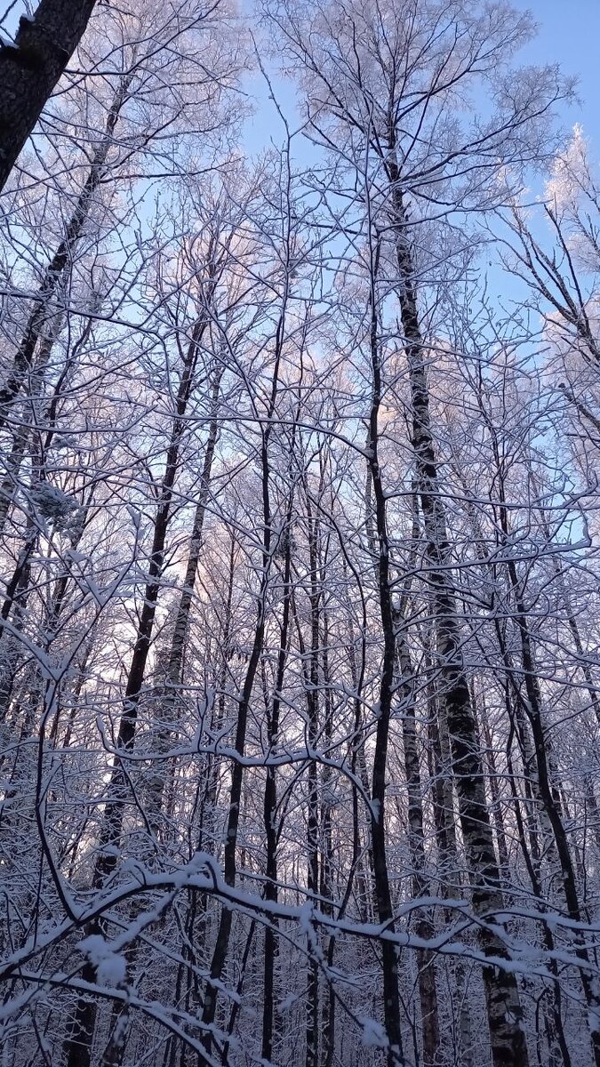 Зимняя красота русского леса